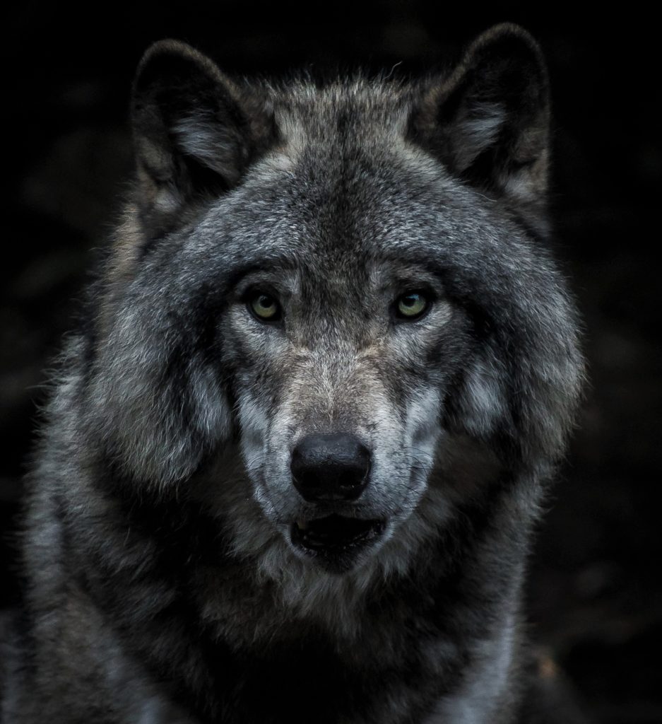 pisces spirit animal is the wolf in astrology 