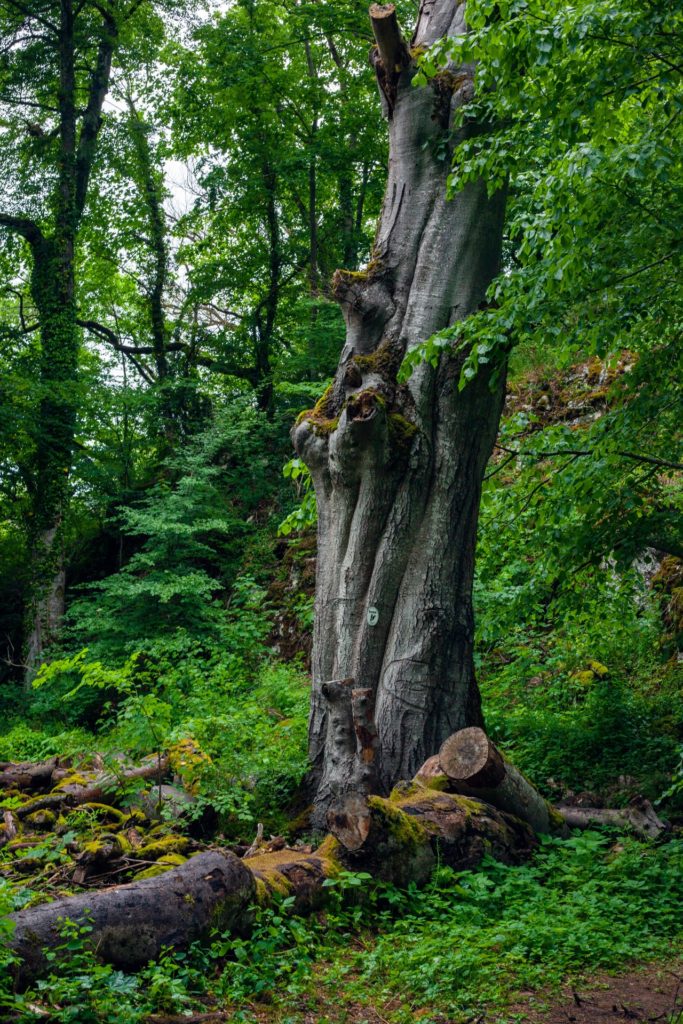 A celtic tree in a forest used for astrology 