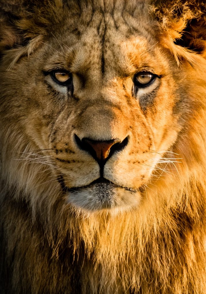 leo-lion-zodiac-sign