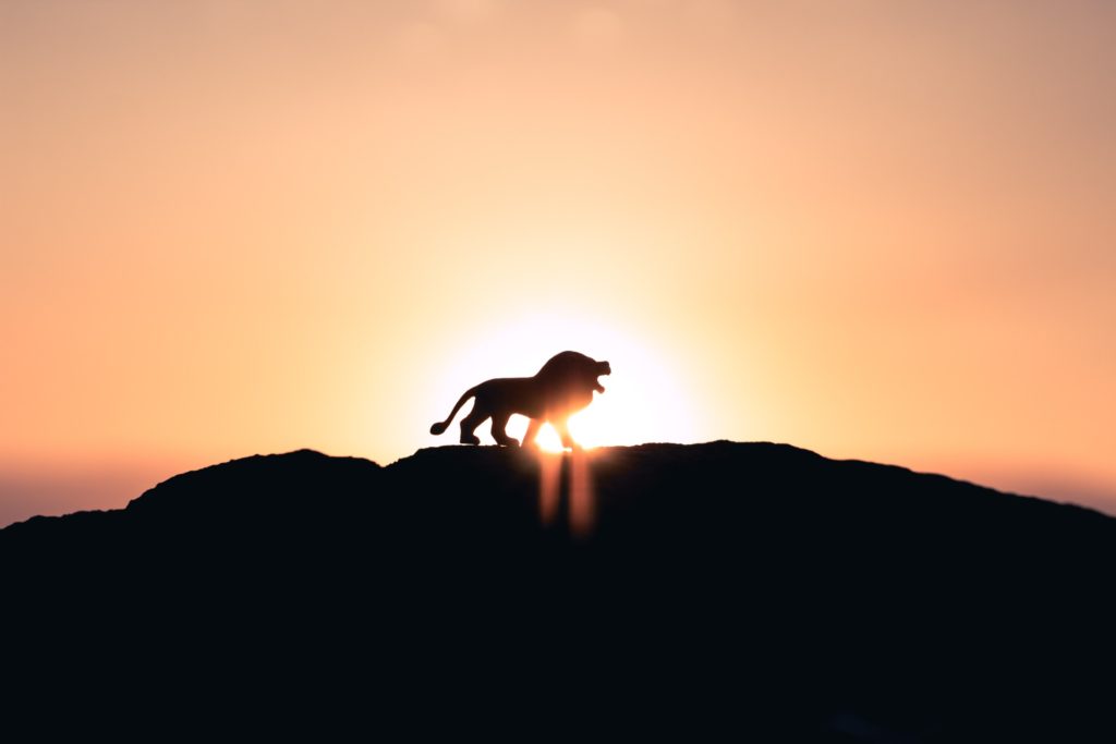 lion in front of a sunset 