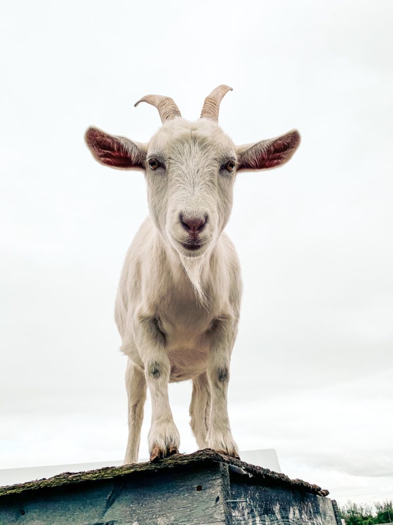 a white goat 