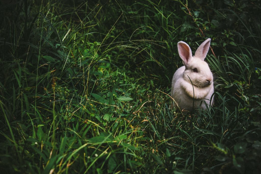 a rabbit in the grass