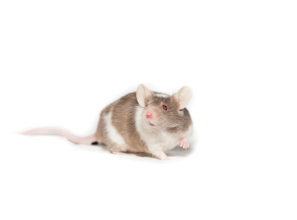 a rat white and brown