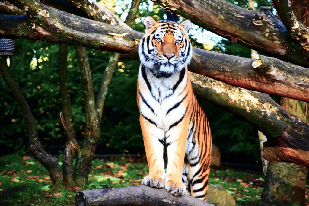 a tiger in a forest 