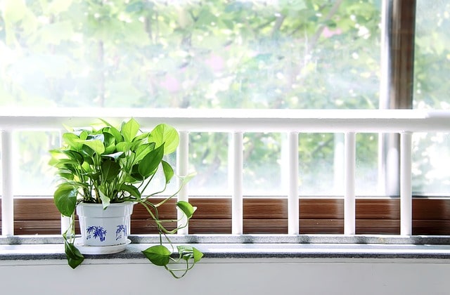 feng shui rules - indoor plant