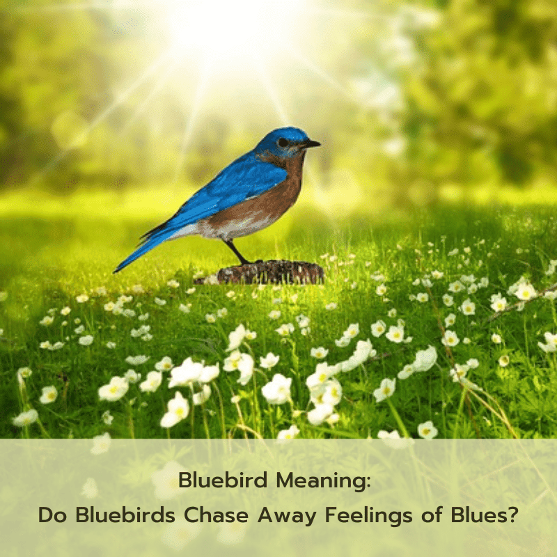 bluebird meaning