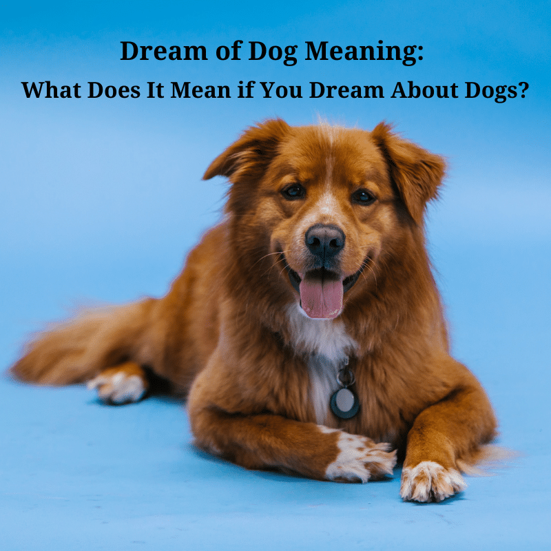 dream of dog meaning