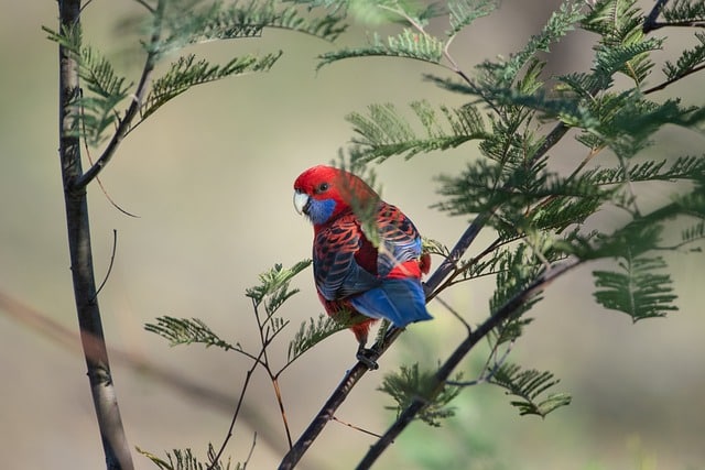 parrot - spirit animal