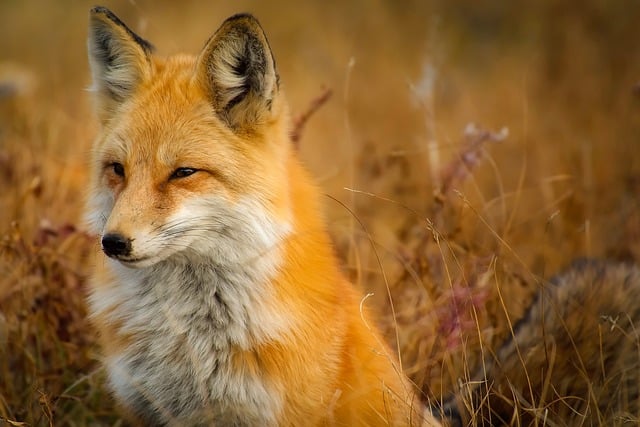spirit animal fox