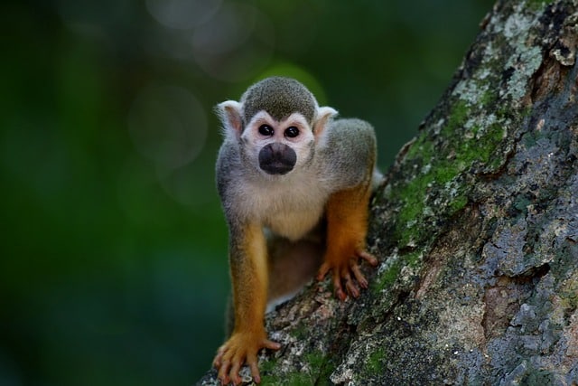 spirit animal monkey