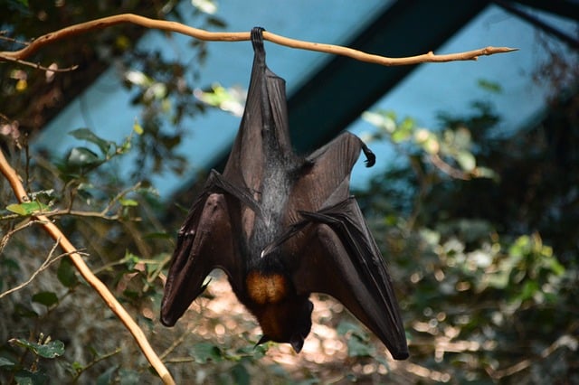 bat animal