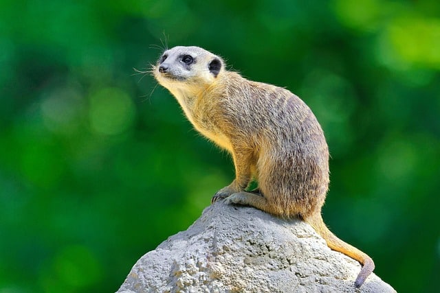 meerkat