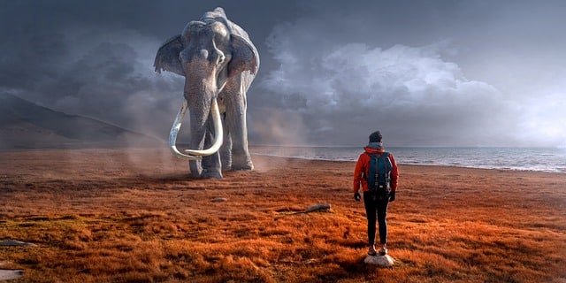 a man standing in front of an elephant in a field
