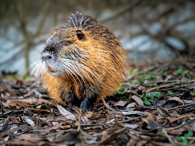 beaver