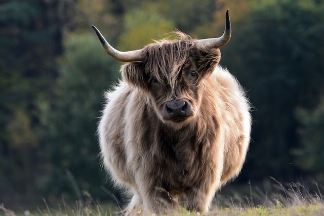 bull