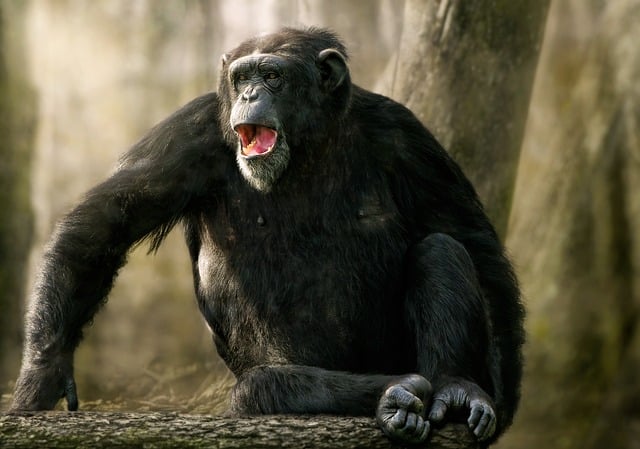 chimpanzee