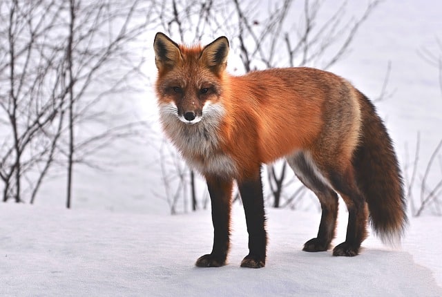 fox