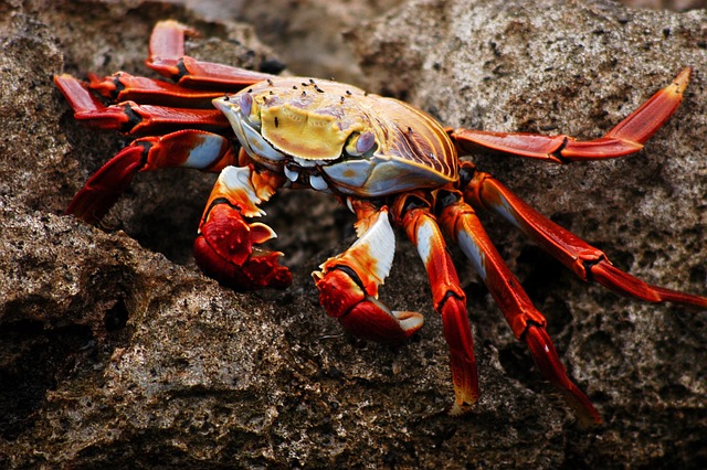 crab spirit animal