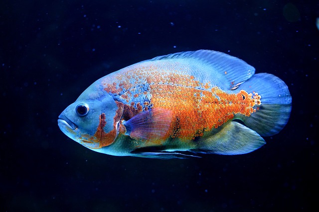fish spirit animal