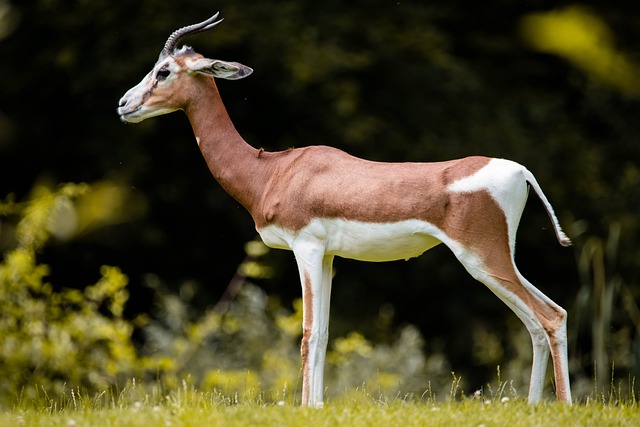 gazelle spirit animal