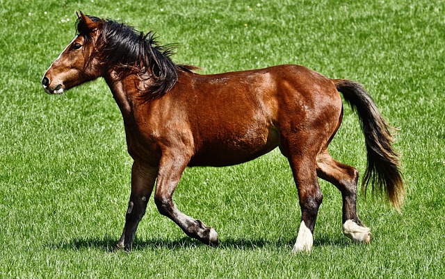 horse spirit animal