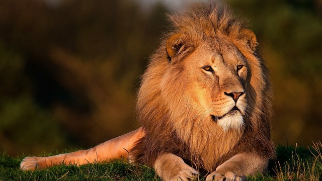 lion spirit animal