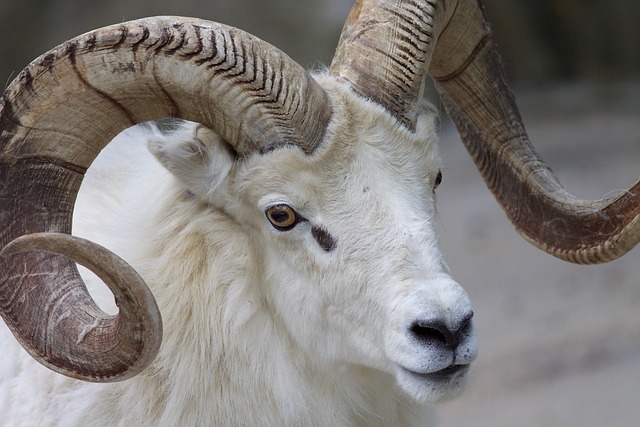 ram spirit animal