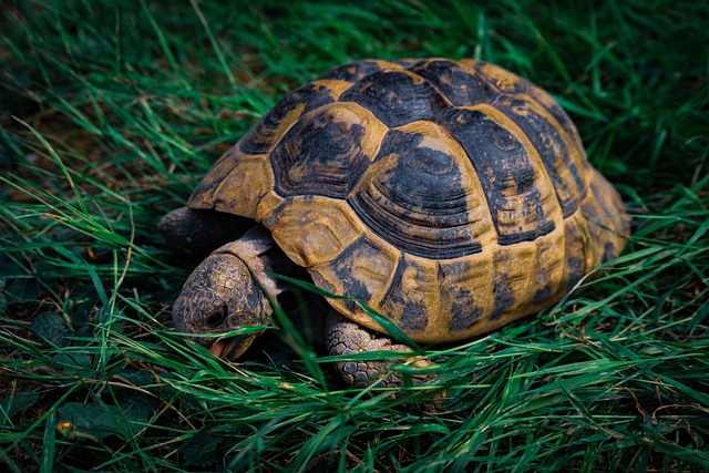 tortoise spirit animal