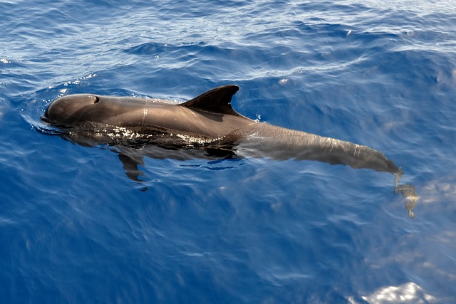whale spirit animal
