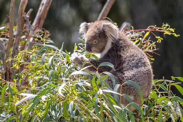koala
