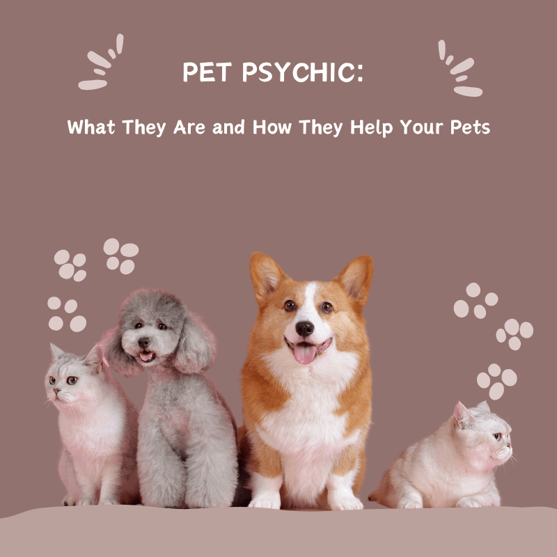 pet psychic