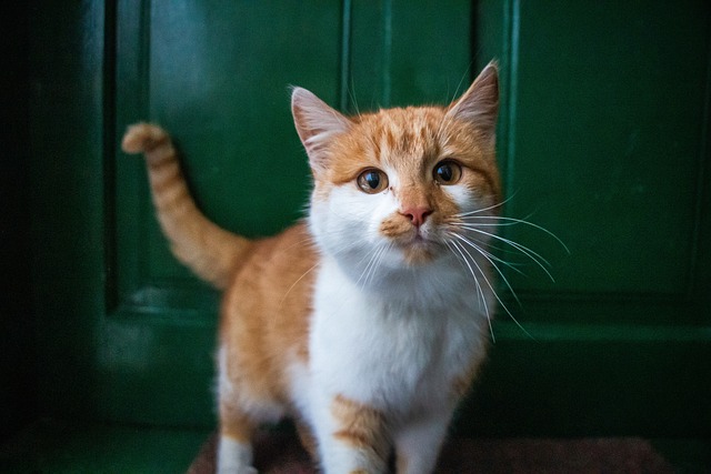 feline