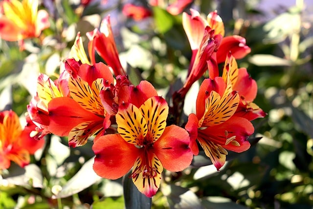 alstroemeria