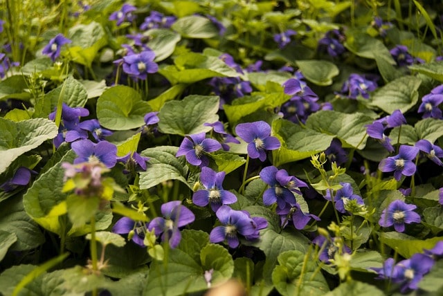 blue violets