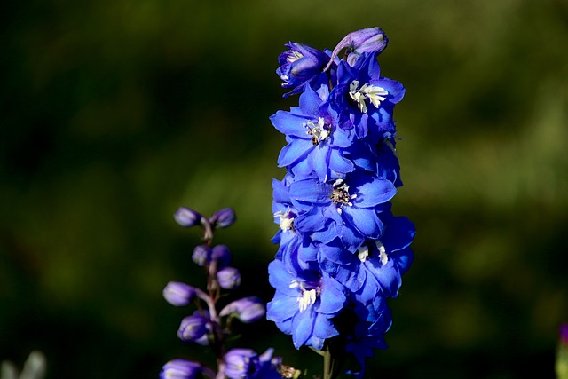 delphinium
