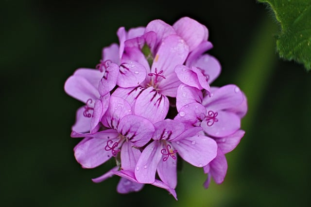 geraniums