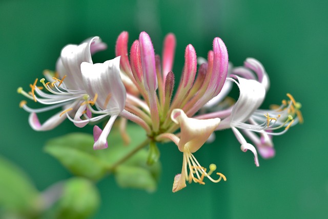 honeysuckle