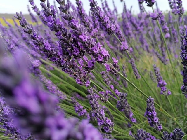 lavander