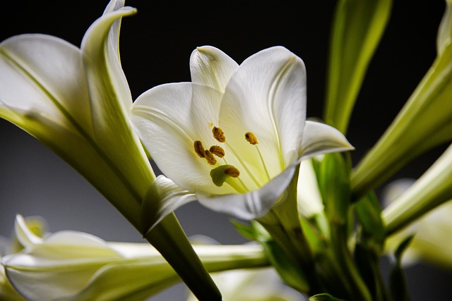 lily