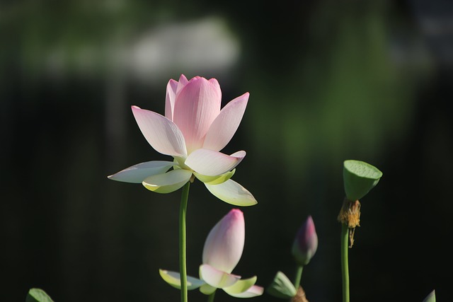 lotus flower