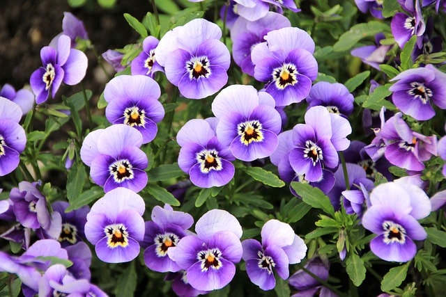 pansy flowers