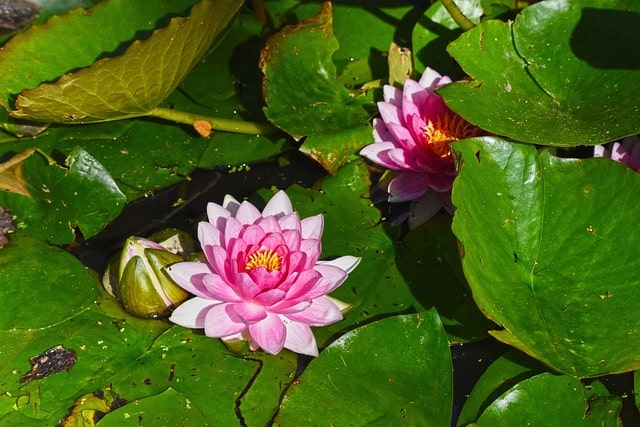 water lilies - flowers