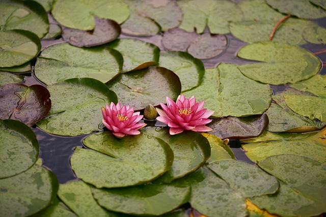 water lilies