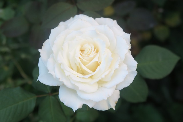 white rose - flower