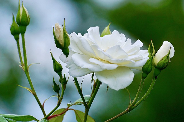 white rose