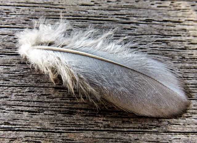 grey feather