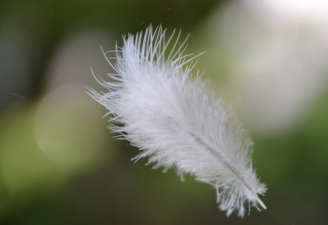 white feather