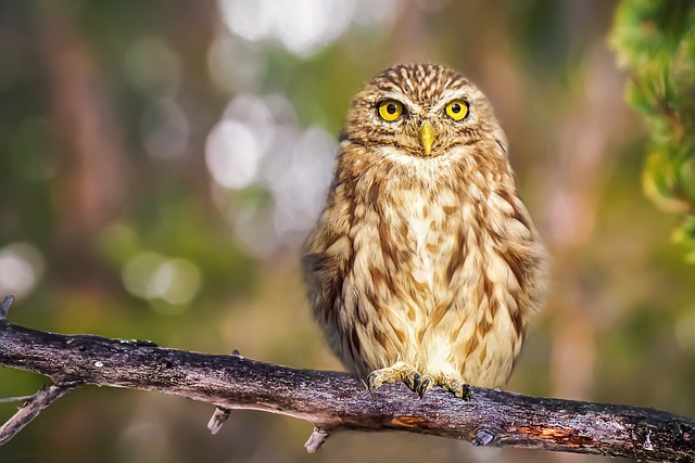 owl