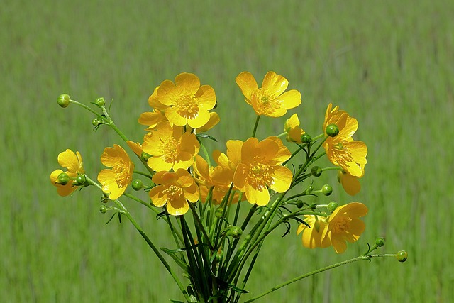 buttercup flowers