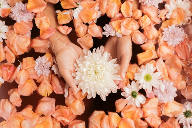 close-up photo of a woman's hands holding a chrysanthemum flower